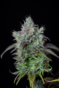 Samen 3x Original Big Bud Automatik Fast Buds